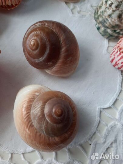 Ракушки, морские раковины