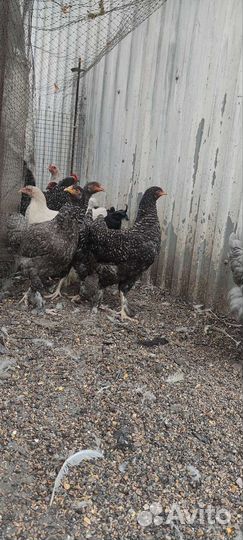 Цыплята 5 месяцев