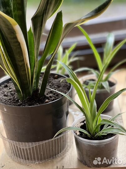 Хлорофитум вариегатум