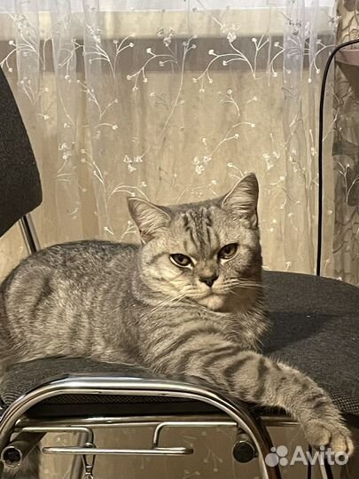 Шотландский кот вязка