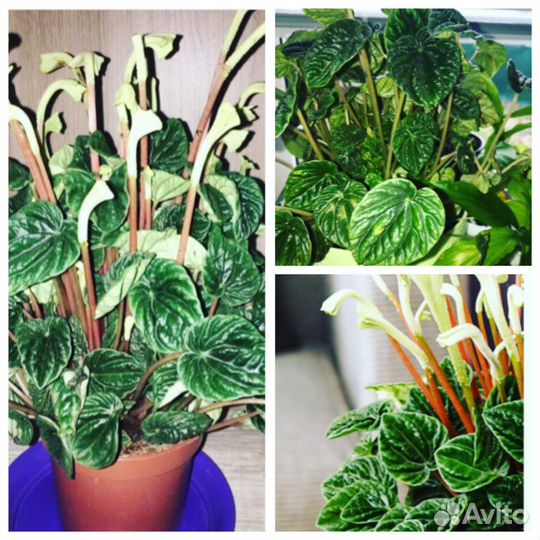 Пеперомии сортовые (часть 2)