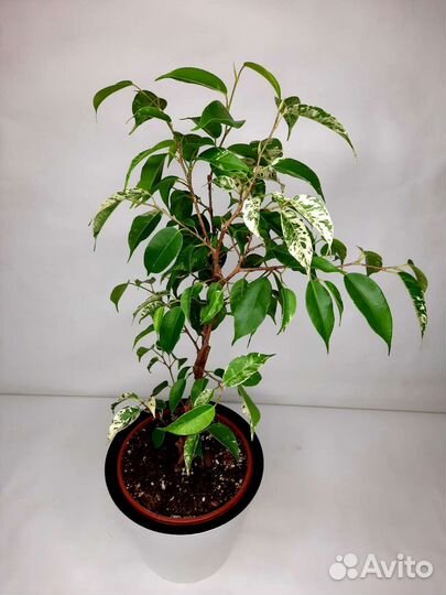 Фикус eldorado