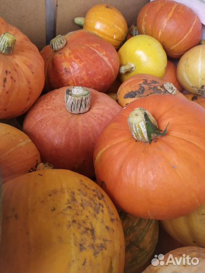 Тыква с огорода