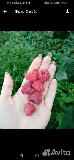 Саженцы малины