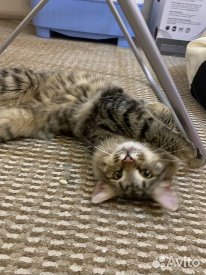 Котик в добрые руки