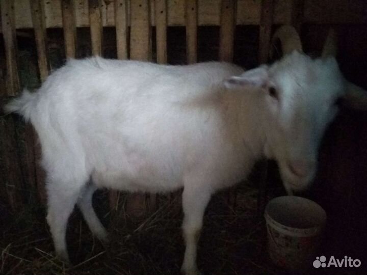 Зааненская дойная коза