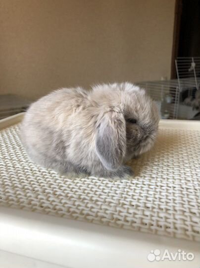 Кролик породы miniature lop/minilop/минилоп