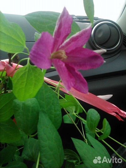 Клематисы 24.05 буду у каретного двора