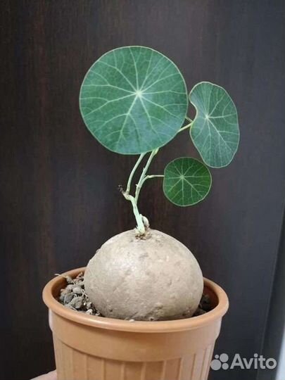 Стефания эректа