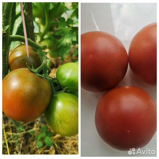 Семена томатов