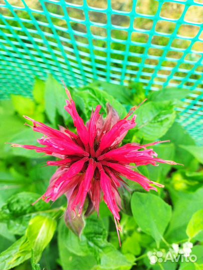 Перовския, лаванда, шалфей, котовник