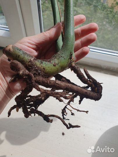 Монстера деликатесная