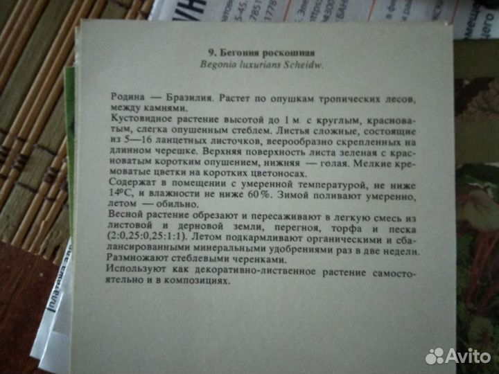 Открытки комнатные растения