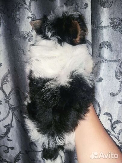 Малыш Бивер