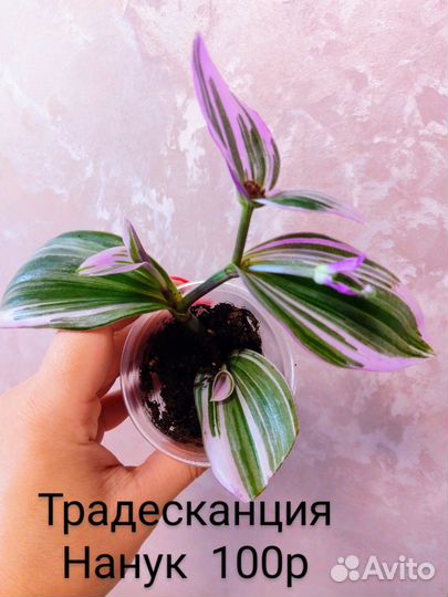 Традесканция часть 1