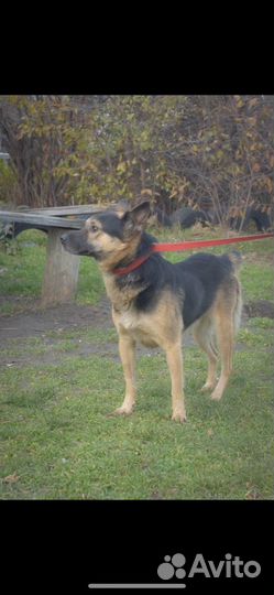 Киба ищет дом