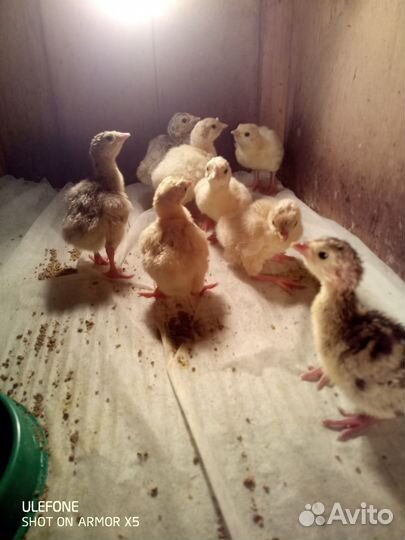 Индюшата от домашних индюков