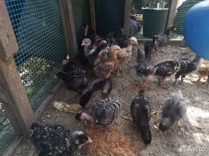 Курочки, петух, цыплята мехеленской кукушки