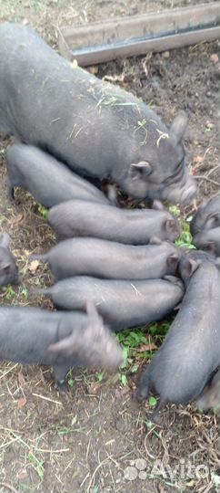 Продаются поросята Кармалы