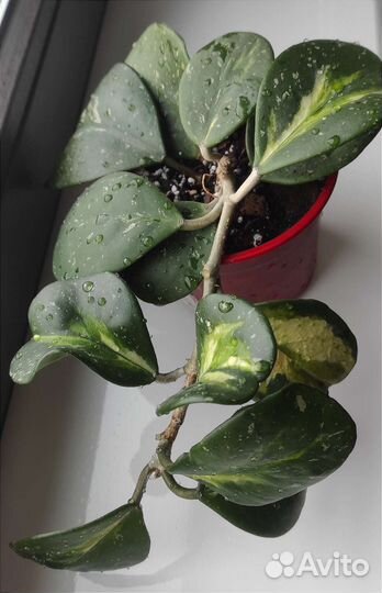 Hoya obovata variegata splash