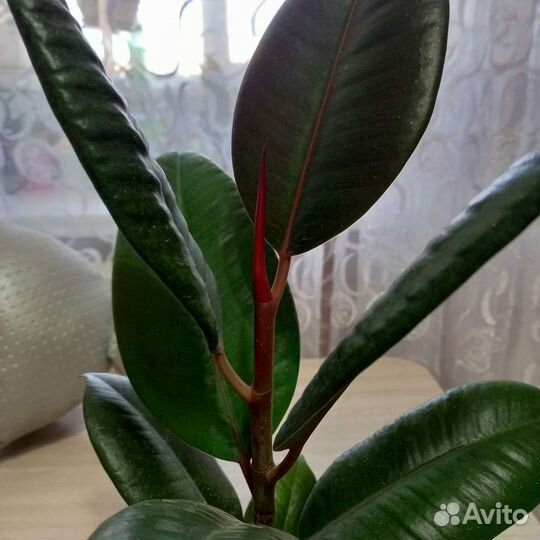 Фикус, замиокулькас