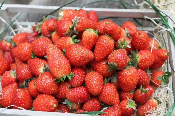 Клубника Турция свежая