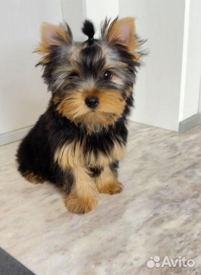 Продаются щенки йоркширского терьера