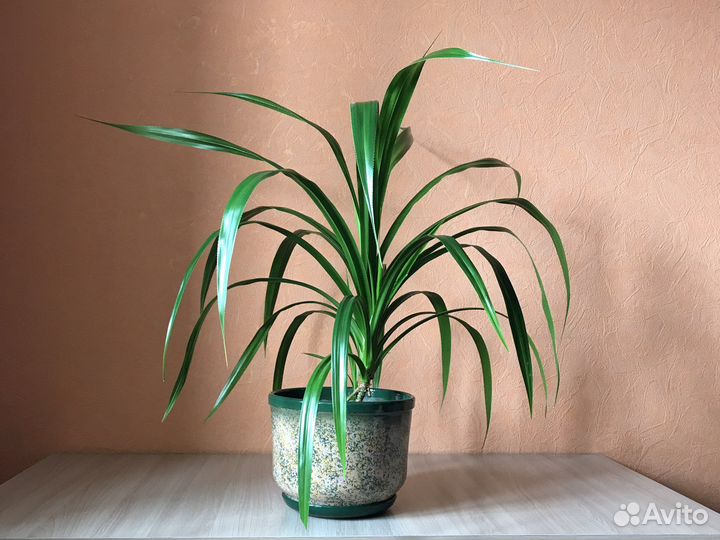 Панданус (винтовая пальма) в керамическом горшке