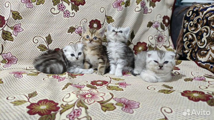 Шотландские котята