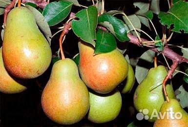 Саженцы груша Лада и Чижовская