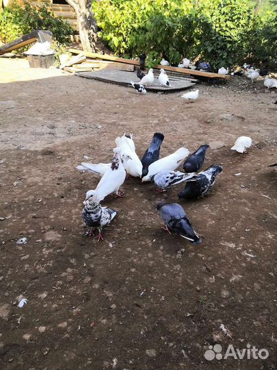 Бакинские бойные голуби