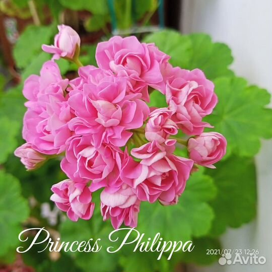 Черенки пеларгонии