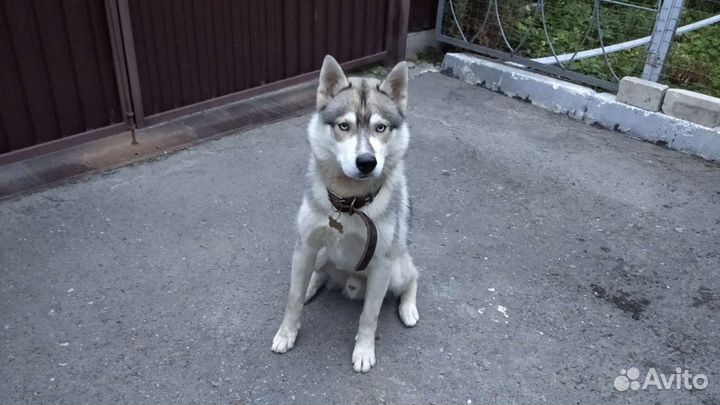 Сибирский хаски, вязка