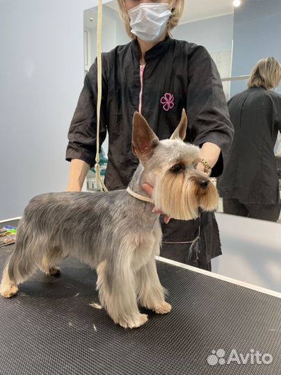 Аренда груминг зоны