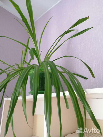 Хлорофитум