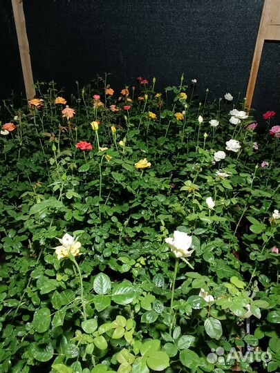 Саженцы роза спрей с зкс