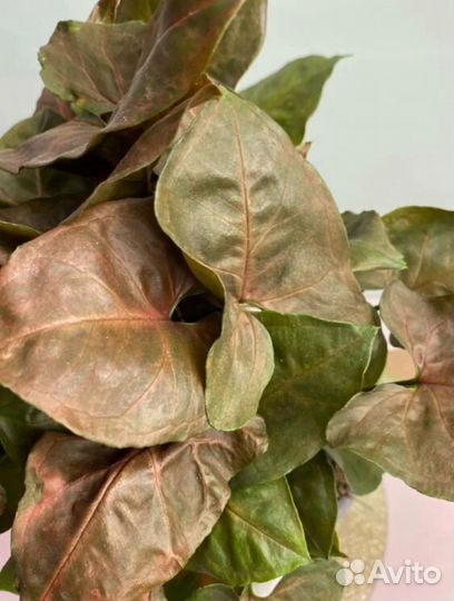 Комнатные растения цветы