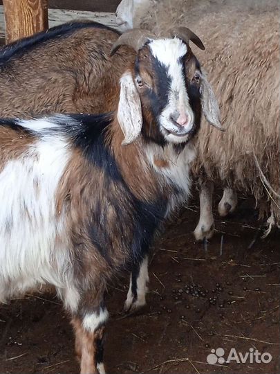 Козёл, коза