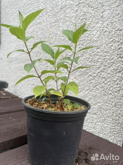 Гортензия метельчатая Limelite