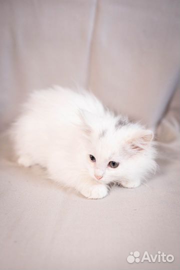Котенок в дар, девочка 2 месяца