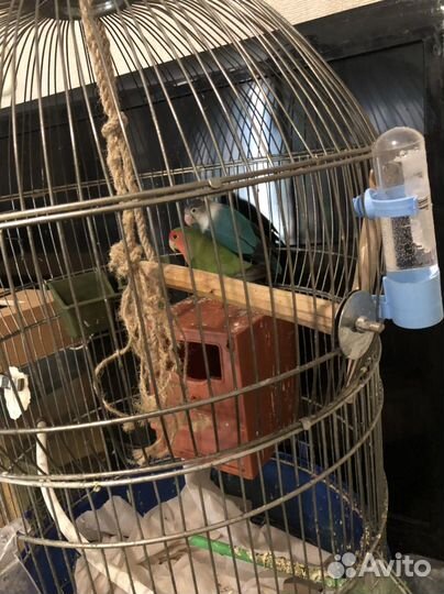 Попугаи неразлучники с клеткой