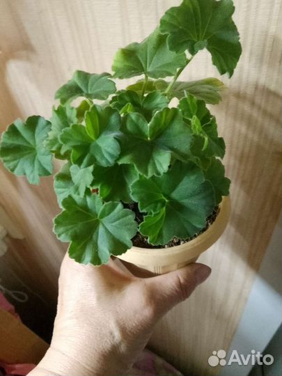 Пеларгония Achievement