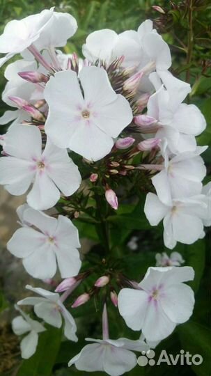 Флоксы,лилии,лилейники,астильбы и много др