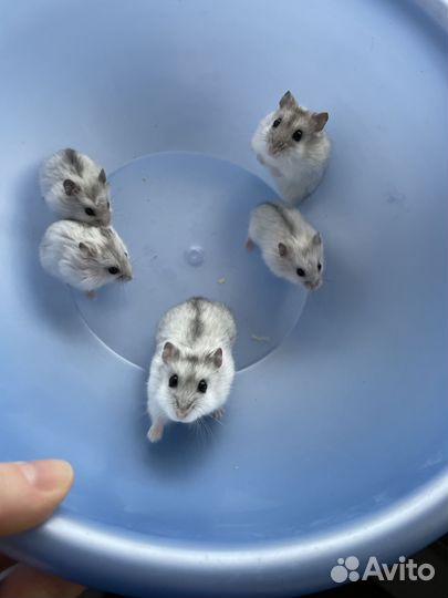 Хомяки джунгарские (серые, перл)