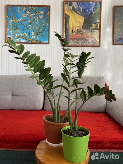 Комнатные растения для дома и офиса