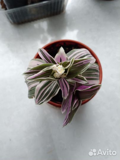 Традесканция мультиколор