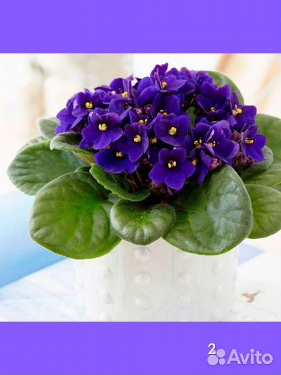 Волшебные фиалки