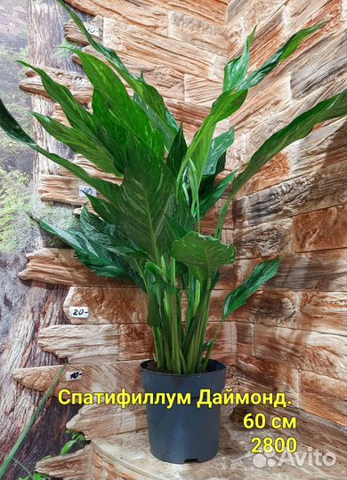 Спатифиллум Вариегатный даймонд