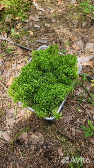 Сфагнум лесной мох