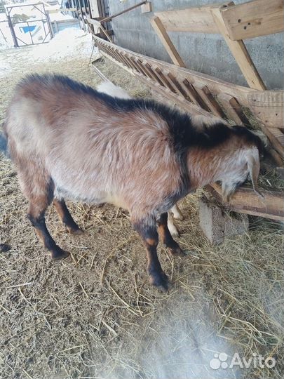 Бараны и гуси